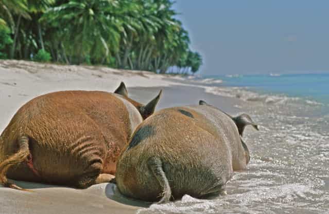 [Plotting pigs, Dominican Republic]. (Photo by Guy Mayer)