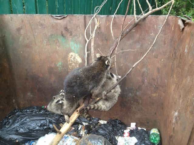Raccoon Family Rescued from Garbage Can