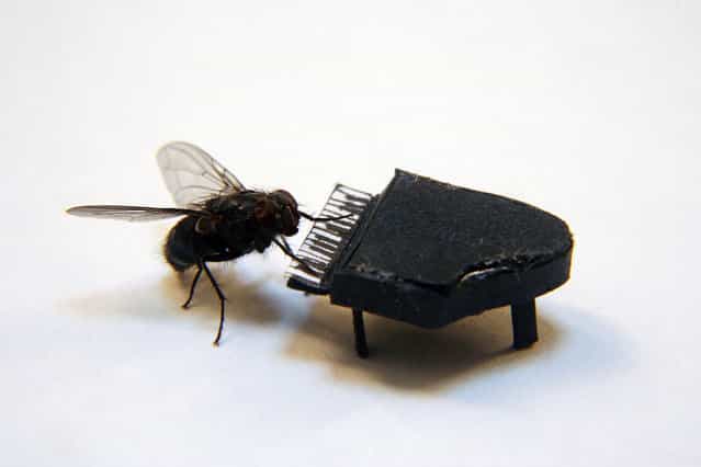 The Adventures Of Mr. Fly by Nicholas Hendrickx
