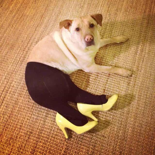 Dogs Wearing Pantyhose, A Popular New Meme in China