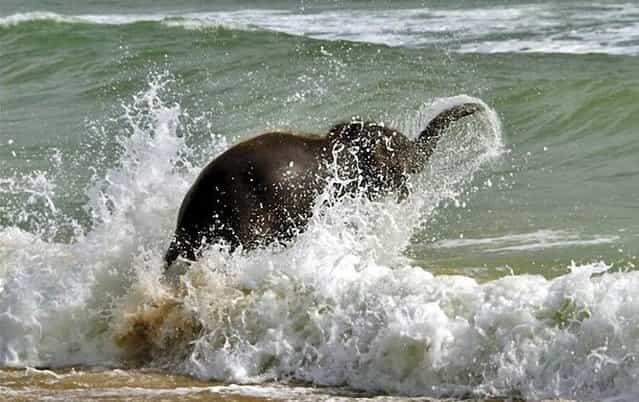 Baby Elephant On A Beach