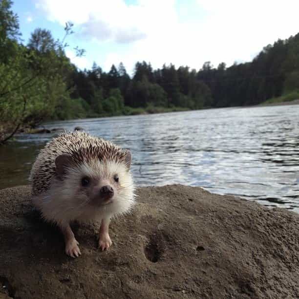 The Fantastic Adventures Of Biddy The Hedgehog
