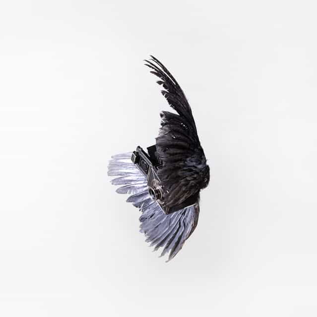 Birds Of Aperture By Paul Octavious