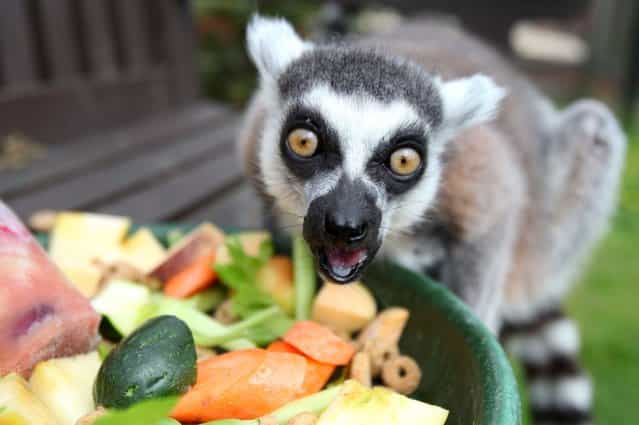 Stumpy the lemur is celebrating his 27th birthday. (Photo by Hemedia/Swns Group)