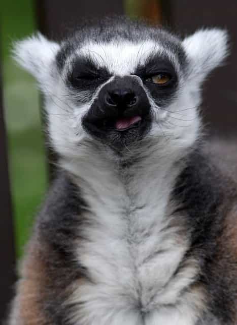 Stumpy is thought to be the oldest ring-tailed lemur in captivity in the world. (Photo by Hemedia/Swns Group)