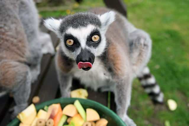 Lemurs in captivity usually only live into their early twenties. (Photo by Hemedia/Swns Group)
