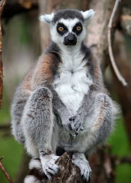 Stumpy the lemur spent his 27th birthday lolling about in the sun. (Photo by Hemedia/Swns Group)