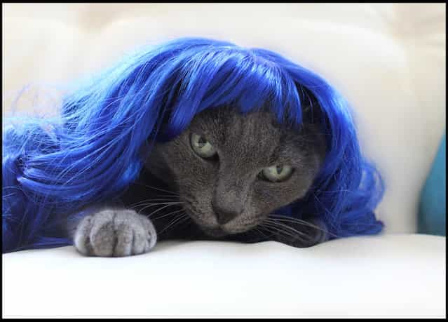 Katy Perry wig. (Photo by Cushzilla/BNPS)