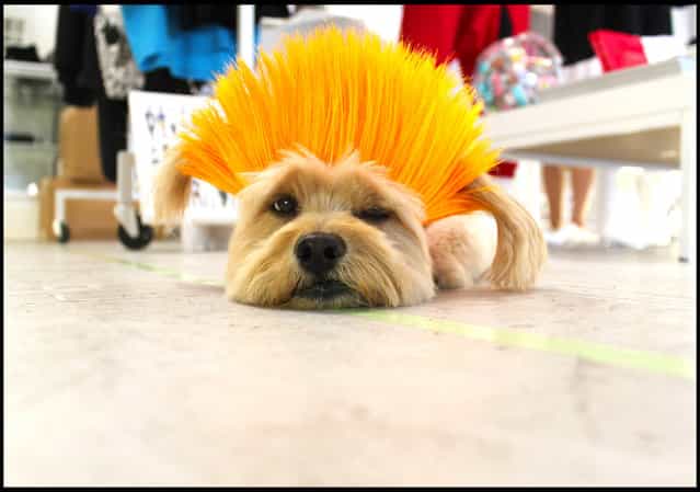 Sid Not-So-Vicious Yellow Punk wig. (Photo by Cushzilla/BNPS)