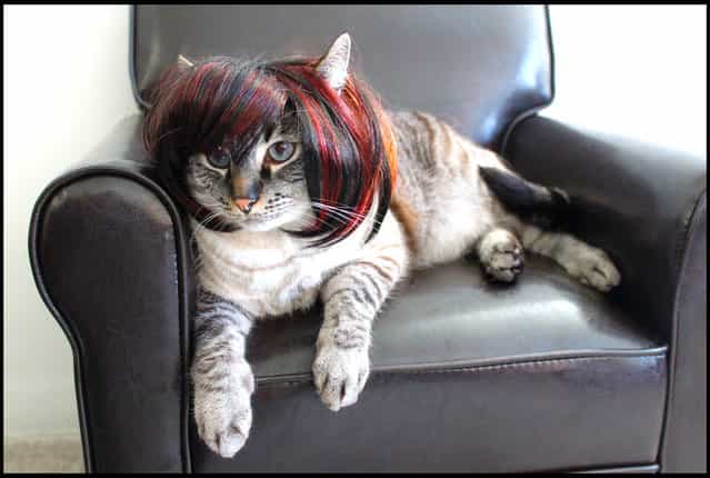 Sharon Osbourne wig. (Photo by Cushzilla/BNPS)