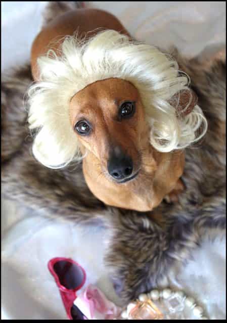Marilyn wig. (Photo by Cushzilla/BNPS)