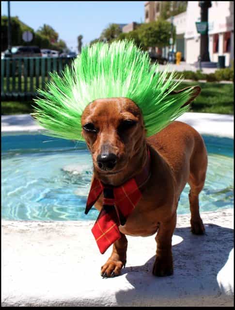 Sid Not-So-Vicious Green Punk wig. (Photo by Cushzilla/BNPS)