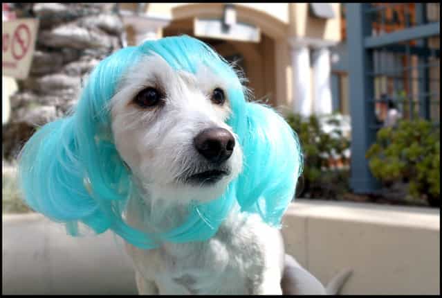 Anime Blue Pet wig. (Photo by Cushzilla/BNPS)