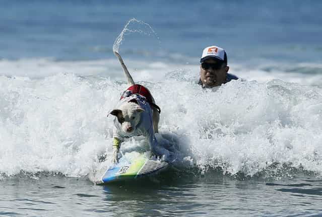 A dog wags its tail as it competes in the Surf City surf dog competition in Huntington Beach, California, September 29, 2013. (Photo by Lucy Nicholson/Reuters)