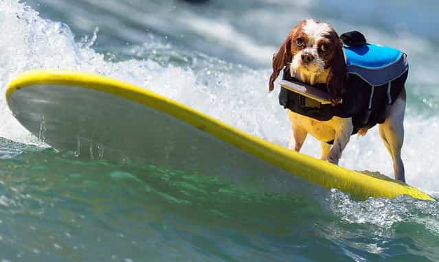 A dog rides a wave while competing during the 5th Annual Surf Dog competition at Huntington Beach, California, on September 29, 2013. (Photo by Frederic J. Brown/AFP Photo)