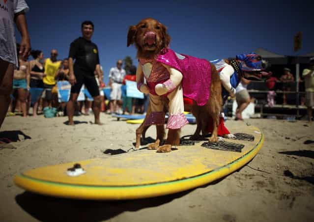 Dogs in costume wait to compete in the Surf City surf dog competition in Huntington Beach, California, September 29, 2013. (Photo by Lucy Nicholson/Reuters)