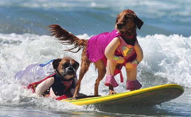 Hanzo (L) and Kalani (R) surf in tandem during the 5th Annual Surf Dog competition at Huntington Beach, California, on September 29, 2013. (Photo by Frederic J. Brown/AFP Photo)