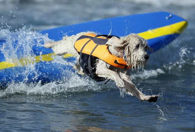 A dog wipes out while competing in the Surf City surf dog competition in Huntington Beach, California, September 29, 2013. (Photo by Lucy Nicholson/Reuters)