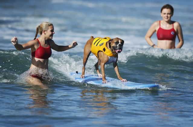 A dog competes in the Surf City surf dog competition in Huntington Beach, California, September 29, 2013. (Photo by Lucy Nicholson/Reuters)