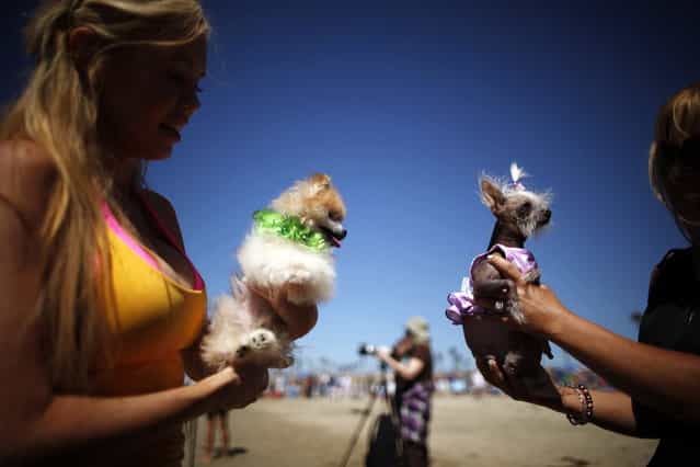 Women hold their dogs at the beach during the Surf City surf dog competition in Huntington Beach, California, September 29, 2013. (Photo by Lucy Nicholson/Reuters)