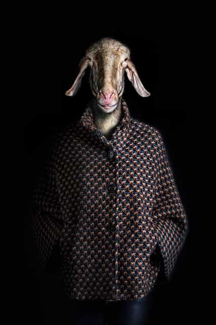 Animals Dressed By Miguel Vallinas