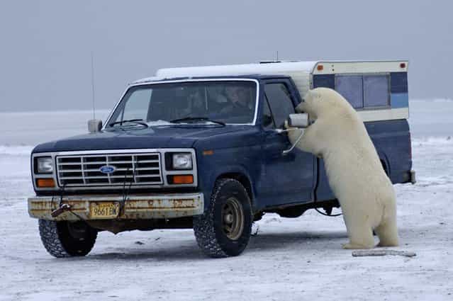 [You're not going that way? Why not? I need to get there]. (Photo by Steven Kazlowski/Barcroft Media)