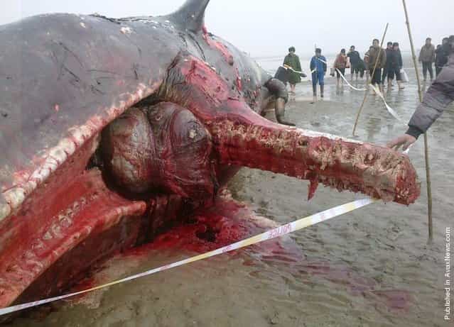 Sperm Whales Die In China