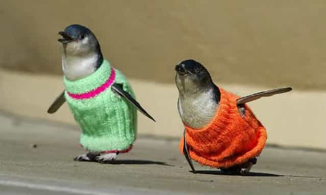 New Zealand Penguins in Need of Sweaters