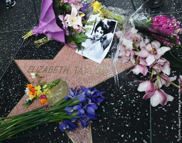 Flowers Placed On The Hollywood Walk Of Fame Star Of Elizabeth Taylor