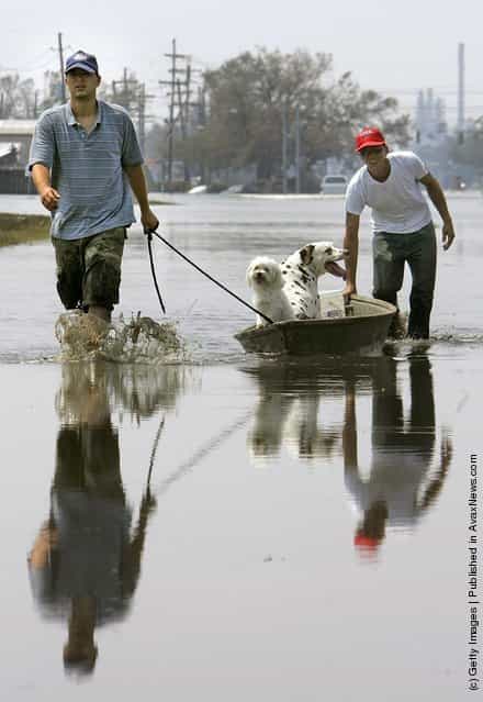 Donnie Panarello Sr. (R) and Donnie Panarello Jr. (L) pull dogs Chance (2nd R) and Buddy down a flooded street as they evacuate the hard-hit Chalmette community of Saint Bernards Parish September 3, 2005 in New Orleans