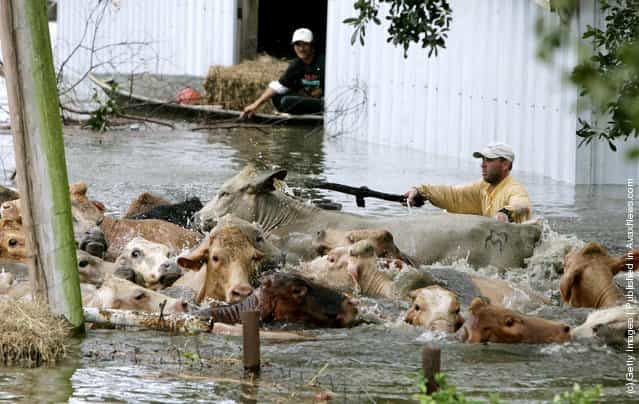 Wranglers guide a herd of stranded cows to higher ground as flood waters rise, due to a levy break September 24, 2005 in Chauvin, Louisiana