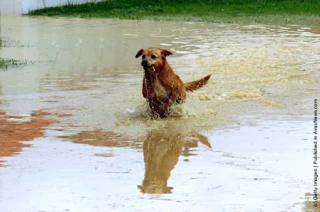 A dog makes the most of the flooded Waiwhetu stream on Riverside Drive