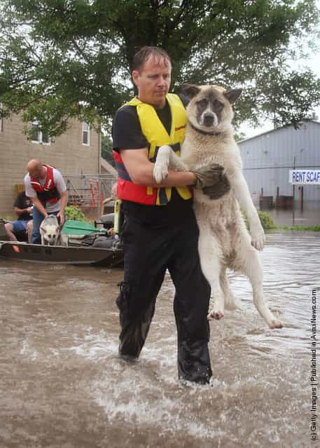 A rescue worker brings a dog to dry land after using a boat to rescue him and his owner from their home June 12, 2008 in Cedar Rapids, Iowa