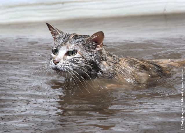 A stranded cat swims through flood water searching for dry land June 16, 2008 in Oakville, Iowa