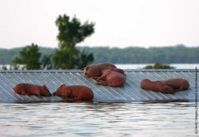 Hogs lie stranded on a roof June 18, 2008 as floodwaters overtake the town of Oakville, Iowa