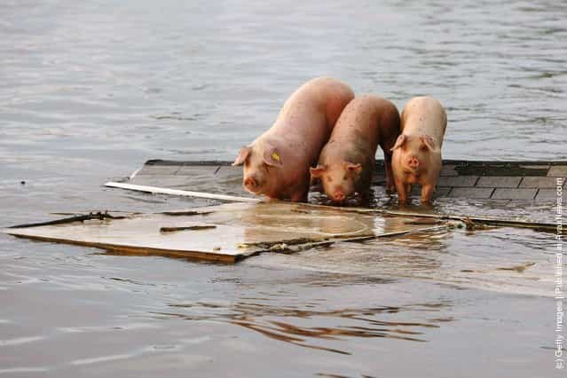Three pigs stand stranded on the roof of a building after the flood waters from the Mississippi River and Iowa River inundated the town June 20, 2008 in Oakville, Iowa