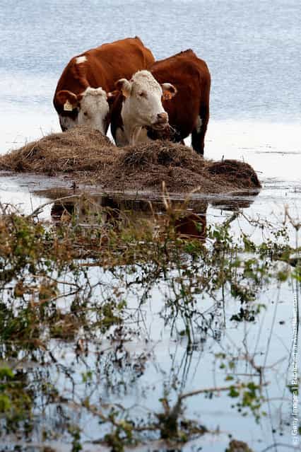 Cattle stand in high water on a flooded farm after Hurricane Ike hit September 15, 2008 in Winnie, Texas