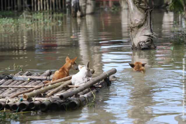 A couple of dogs sit on a raft as another paddles as flash floods hit the Southern Philippines, on June 2, 2010 in Sultan Kudart in Maguindanao Province, Philippines