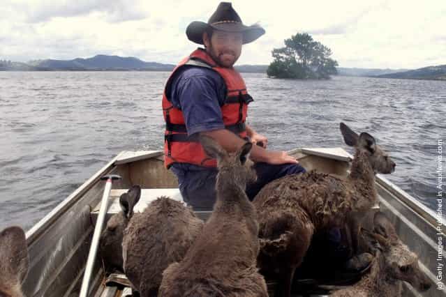 A member of the Australian Wildlife Rescue Organisation (WIRES) rescues a mob of kangaroos displaced by flooding on December 2, 2010 at Lake Burrendong, Australia