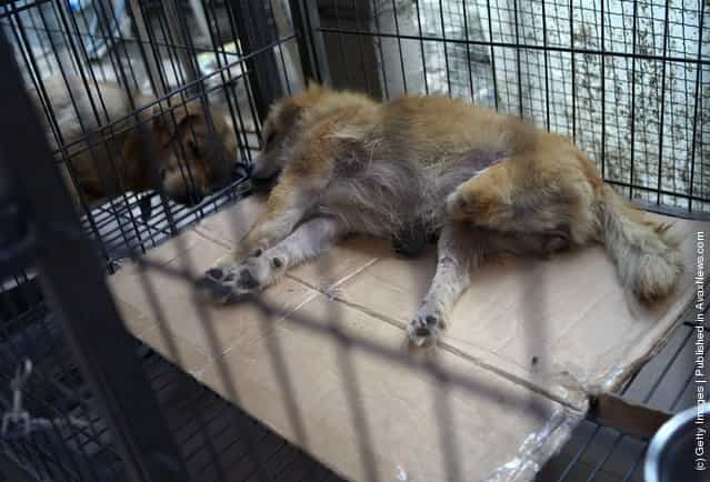 A disabled dog rests in a cage at an animal rescue center