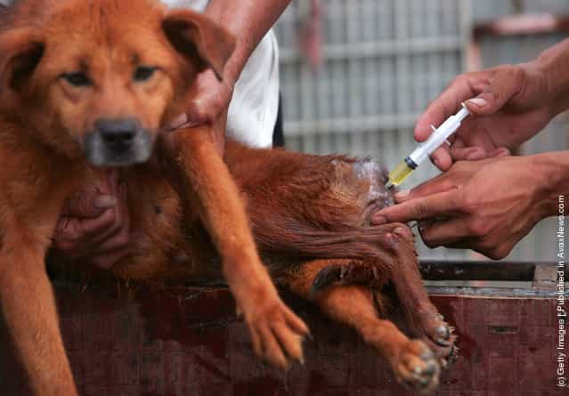 A worker disinfects the wound of a dog at an animal rescue center