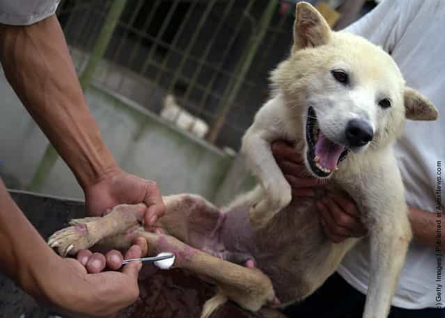 A worker disinfects the wound of a dog at an animal rescue center