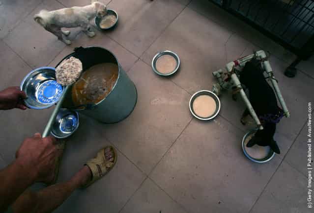 A worker feeds dogs at an animal rescue center