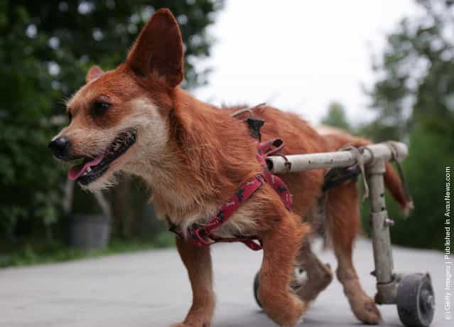 Animal Rescue Center For Disabled Dogs