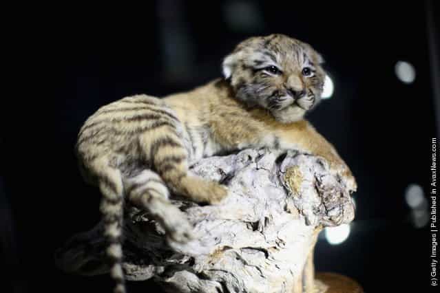 A 10 week old stuffed Tiger cub