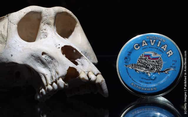 A Mountain Gorilla skull and a pot of Russian Caviar
