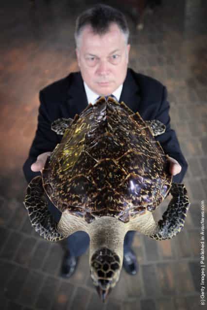 Detective Sergeant Ian Knox holds a stuffed Hawksbill Turtle at an Endangered Species exhibition at London Zoo