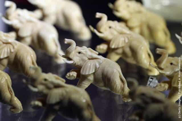 Elephants carved from illegal Ivory