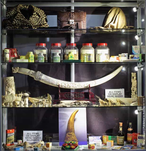 A cabinet displaying various items including carved Rhino, Walrus, and Elephant Ivory