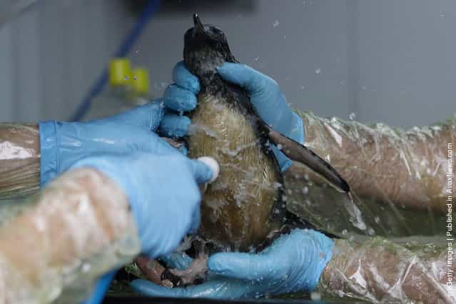 Penguin in oil